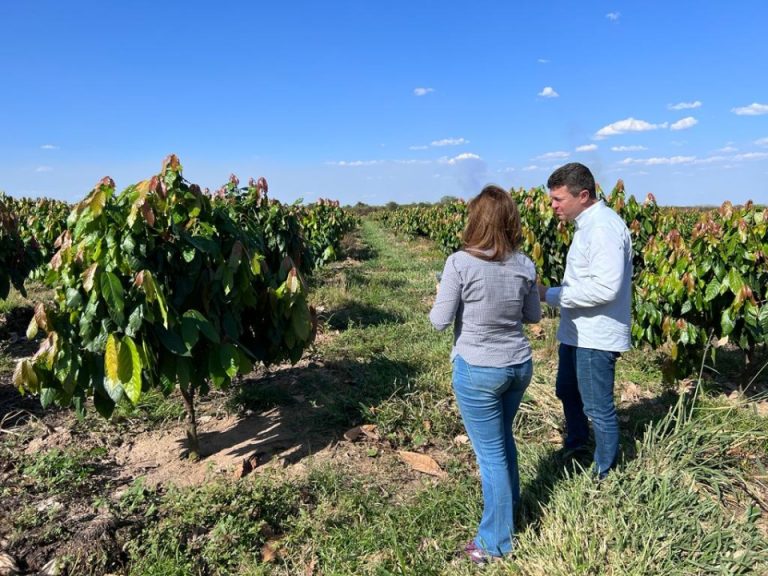 CACAU-NO-CERRADO